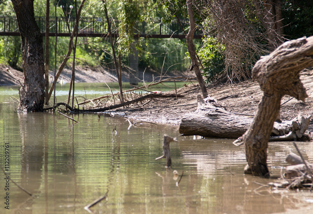 old trees in water