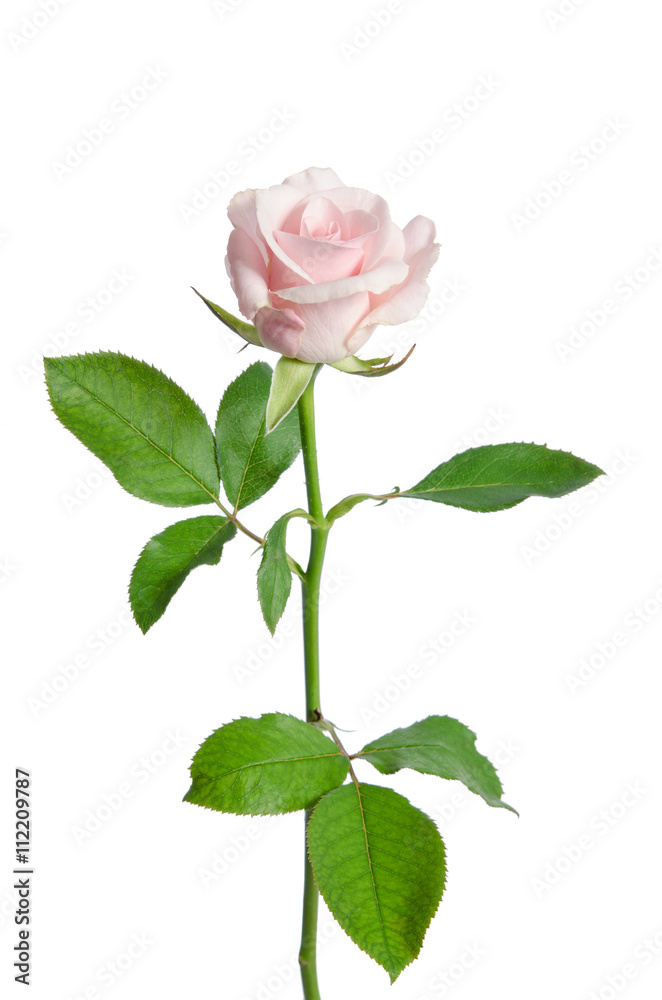 Fototapeta premium beautiful pink rose isolated on white background