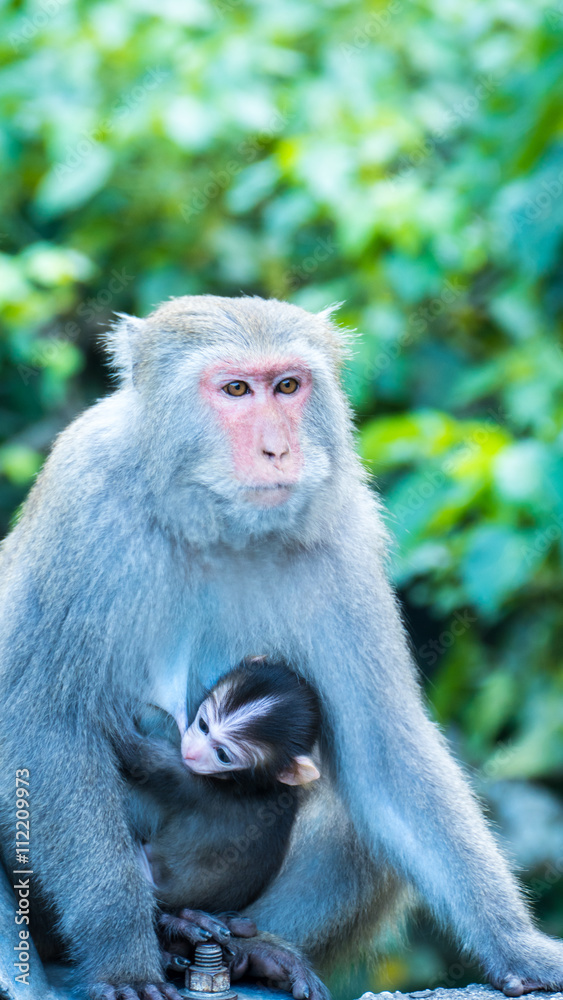 Funny monkeys A funny monkey lives in a natural forest of Taiwan