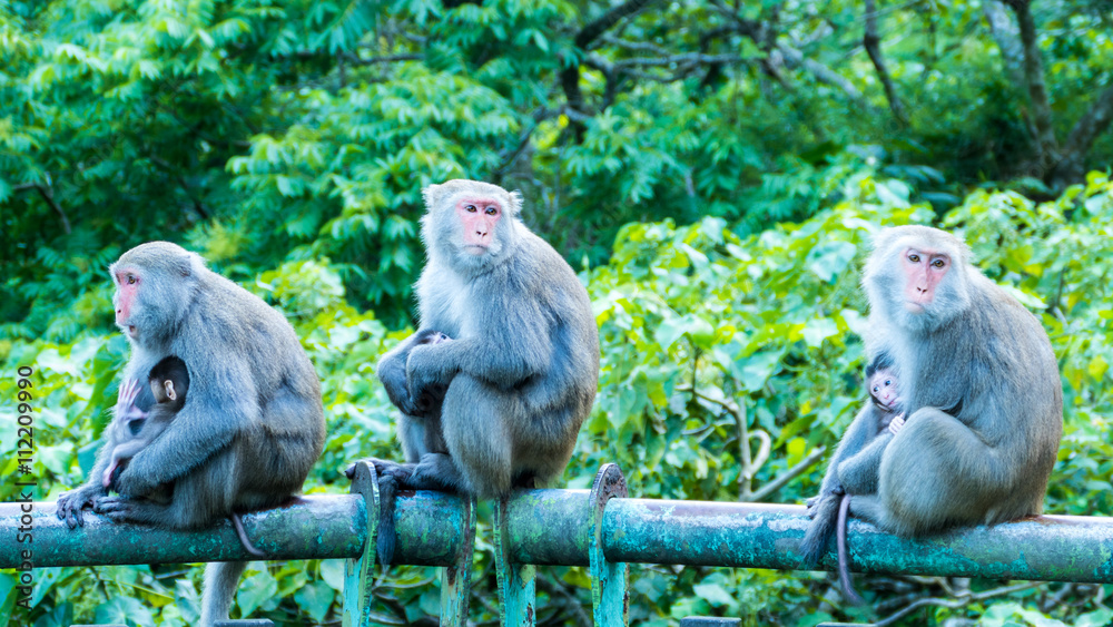 Obraz premium Funny monkeys A funny monkey lives in a natural forest of Taiwan