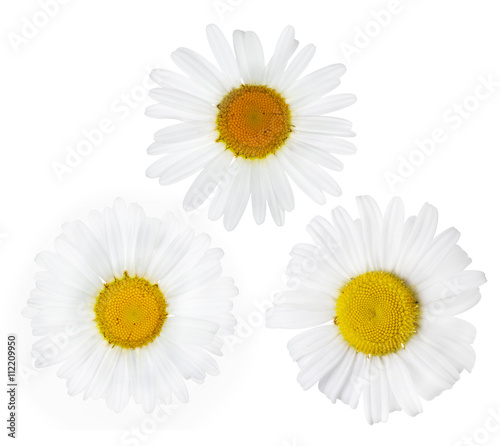 three fine chamomile flower blooms on white
