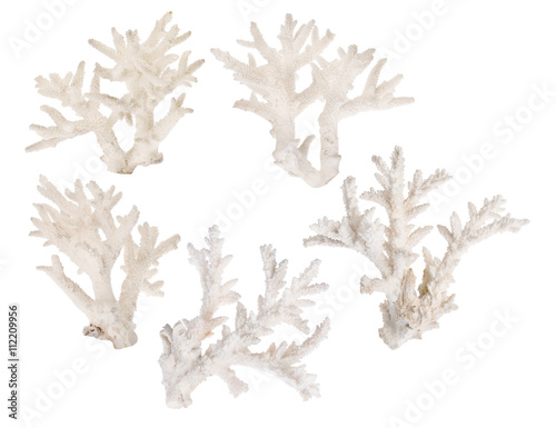 set of five light coral branches on white