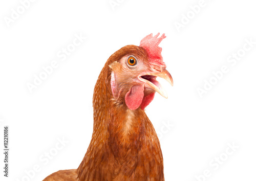 body of brown chicken hen standing isolated white background use