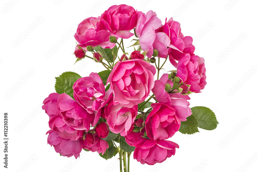 Fototapeta premium Bunch of pink wild rose flowers isolated on white 
