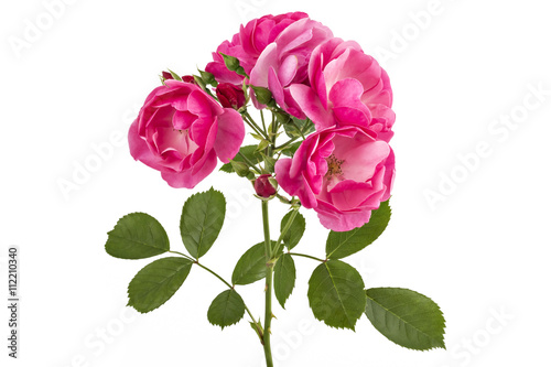 Bunch of pink wild rose flowers isolated on white 