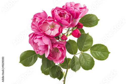 Flowering branch of pink wild rose flowers isolated on white 
