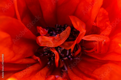nature abstract background of macro shot of red poppy