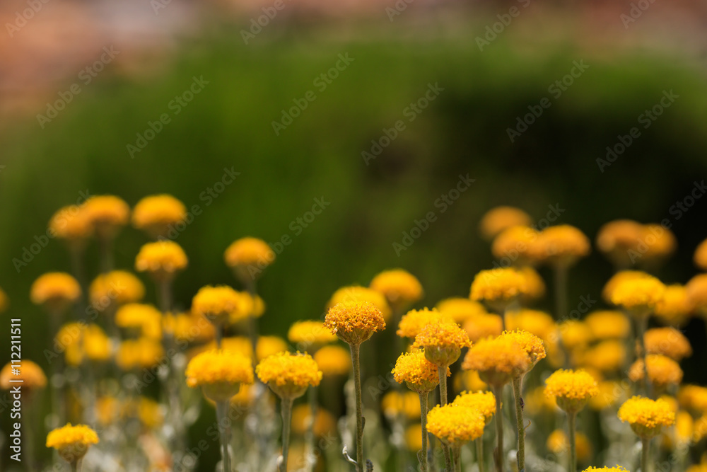 Close-up of many yellow flowers growing in sunlight