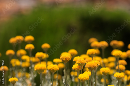 Close-up of many yellow flowers growing in sunlight