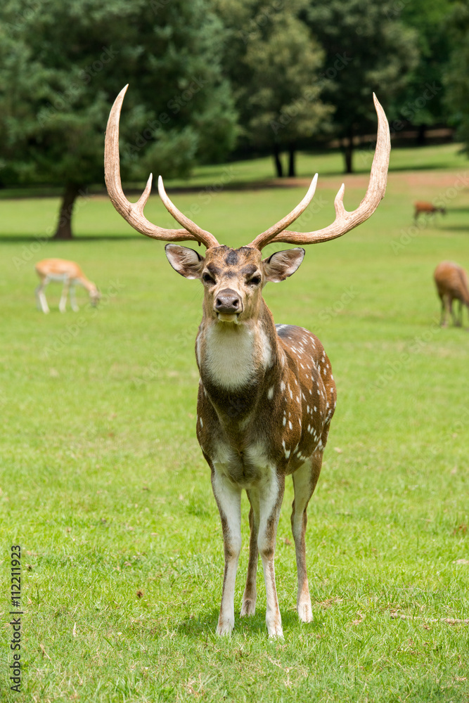 Naklejka premium Axis deer