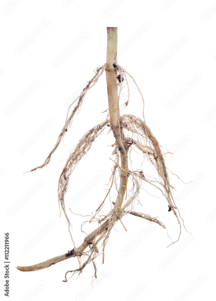light plant root isolated on white light plant root isolated on white