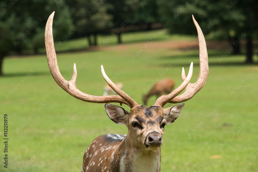 Fototapeta premium Axis deer