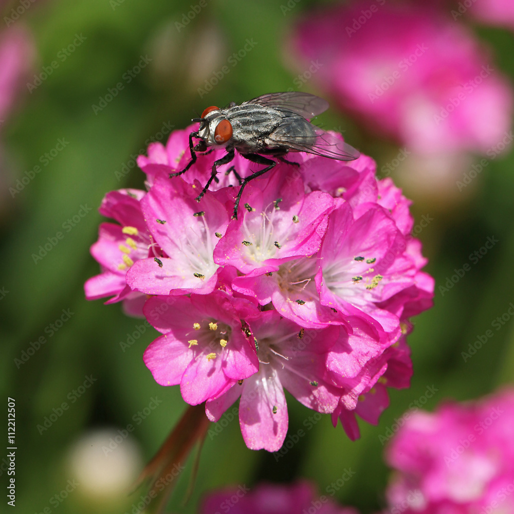 Mouche sur une fleur d'Ameria maritima Mouche sur une fleur d'Ameria maritima
