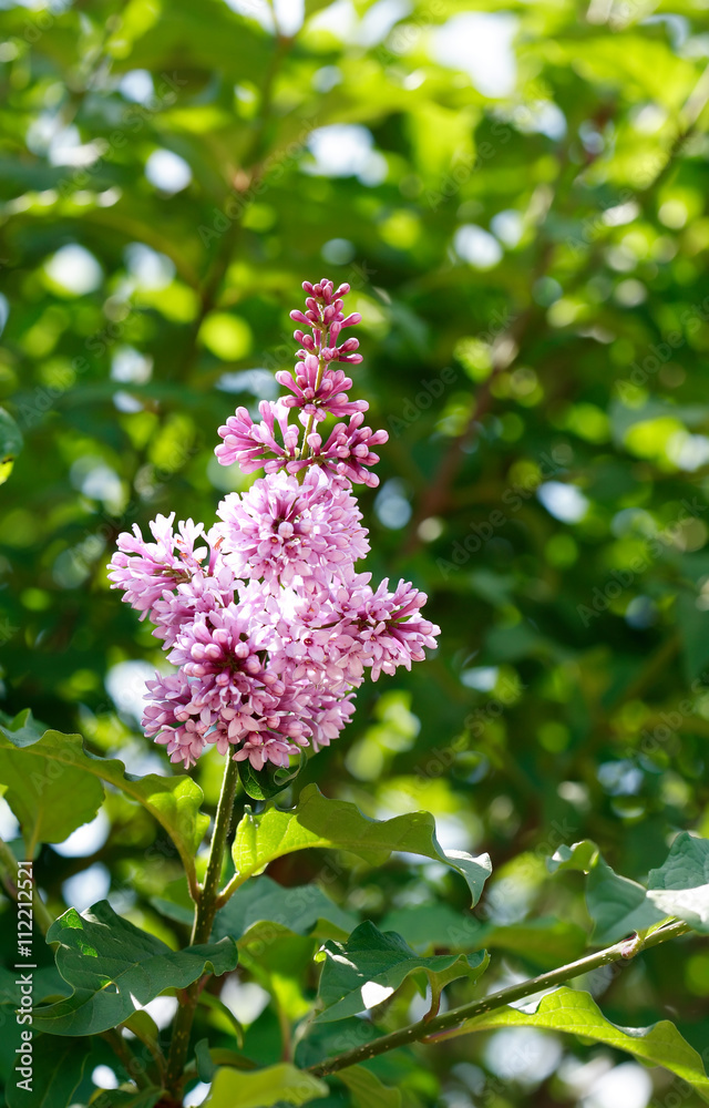Lilac Purple Twig Lilac Purple Twig