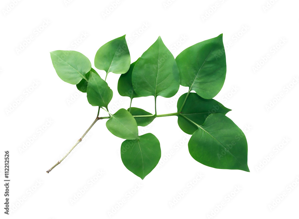 Obraz premium Green Leaves Isolated