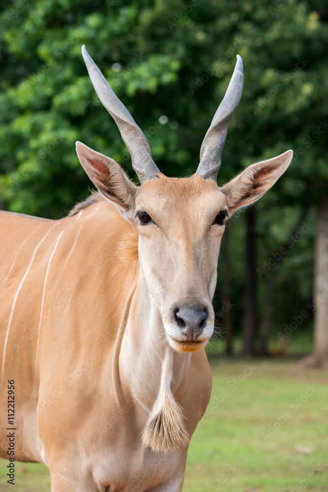 Fototapeta premium Common Eland