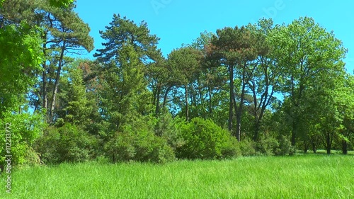 Forest Edge. We see the field, bushes, trees and blue sky