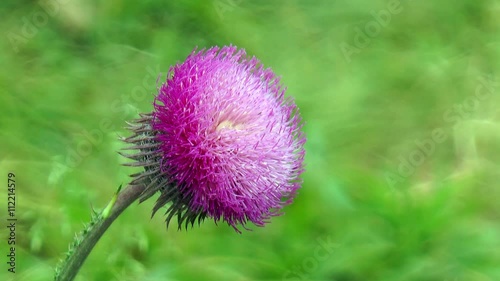 Wallpaper Mural Thistle flower on a stalk. The background is blurred Torontodigital.ca