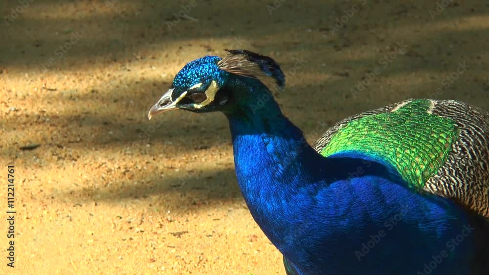 Close-up of a peacock. Clearly visible its feathers
