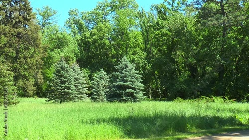 A few small fir trees at the forest edge.