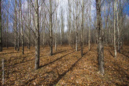 Spring Trees Landscape