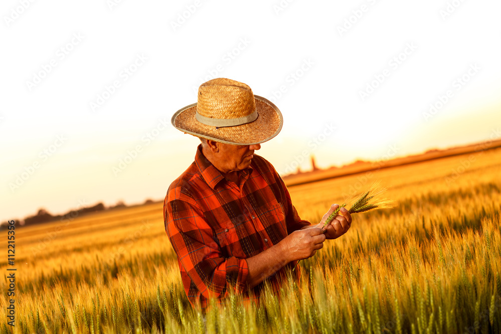 Senior farmer in a field examining wheat crop at sunset. Senior farmer in a field examining wheat crop at sunset.