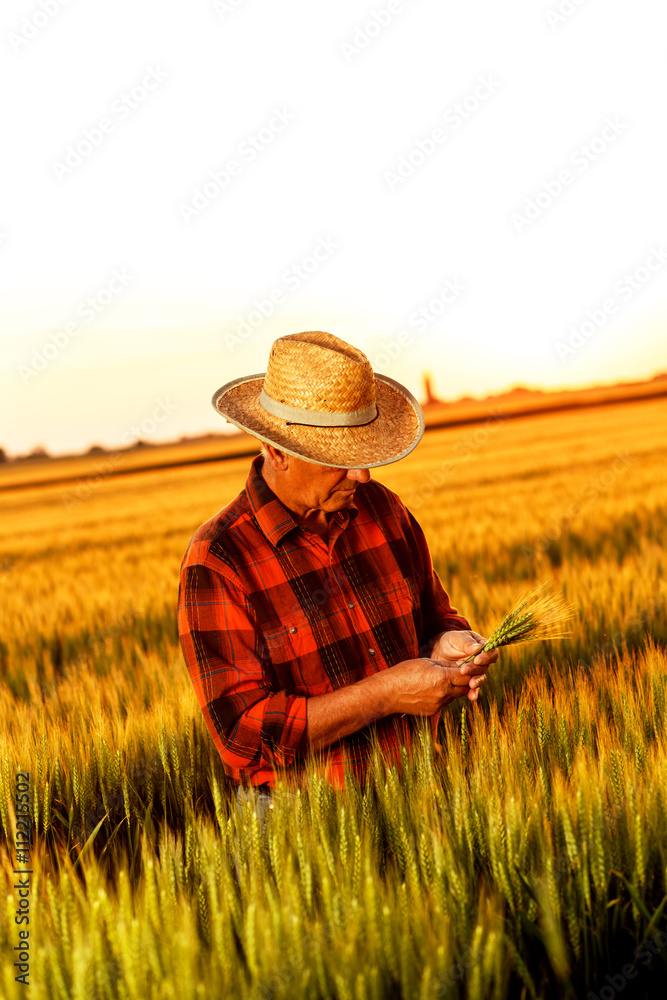 Senior farmer in a field examining wheat crop at sunset. Senior farmer in a field examining wheat crop at sunset.