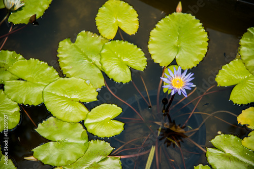 Lotus flower with lots of leaves in a pond