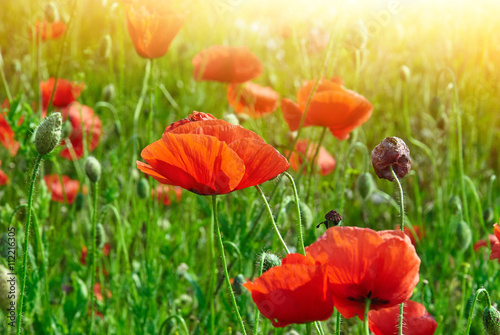 Field of red poppies in bright sunlight
