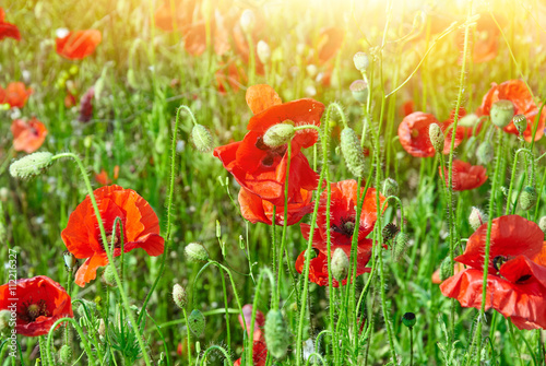 Field of red poppies in bright sunlight