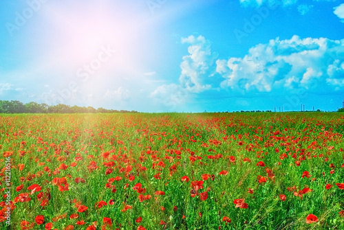 Red poppies field in bright sunlight