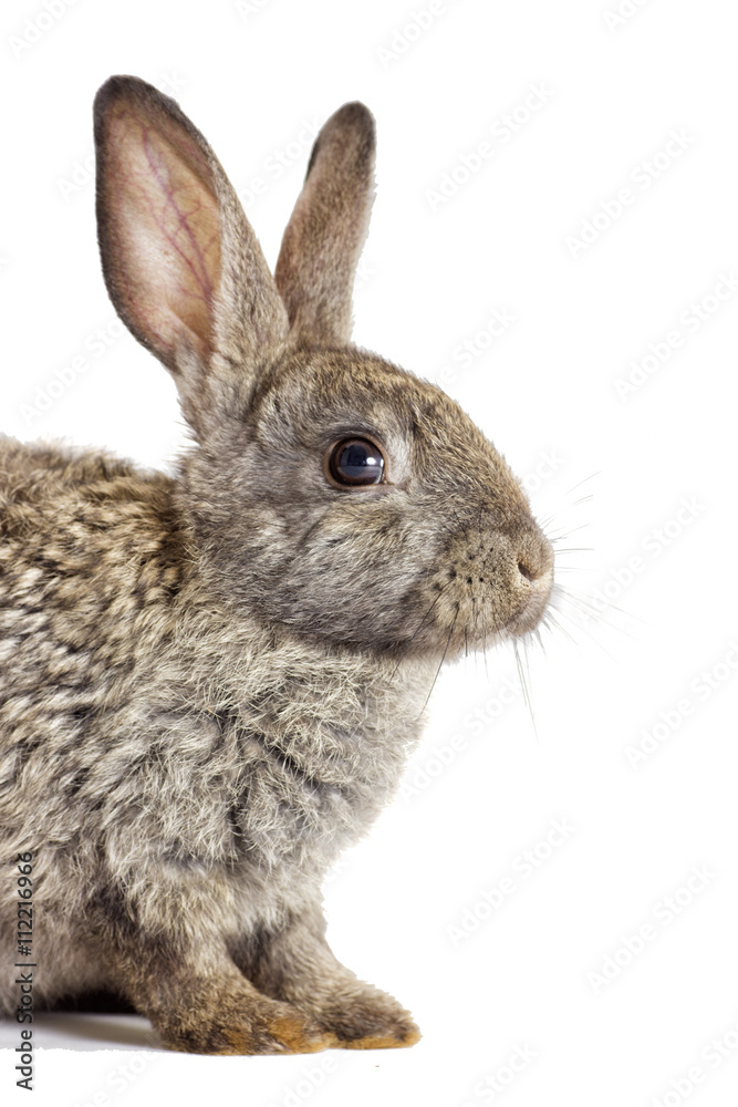 rabbit on a white background