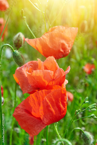 Field of red poppies in bright sunlight