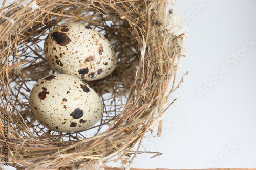 quail eggs in a nest  close-up