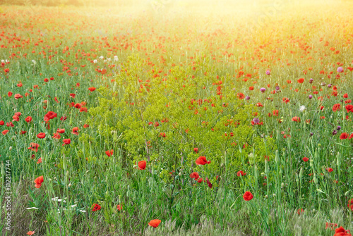 Field of red poppies in bright sunlight