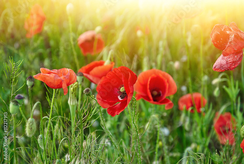 Field of red poppies in bright sunlight