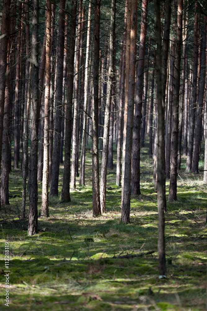 forest forest
