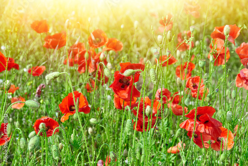 Field of red poppies in bright sunlight