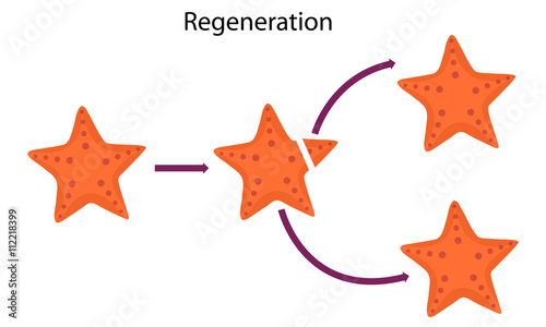 starfish Regeneration