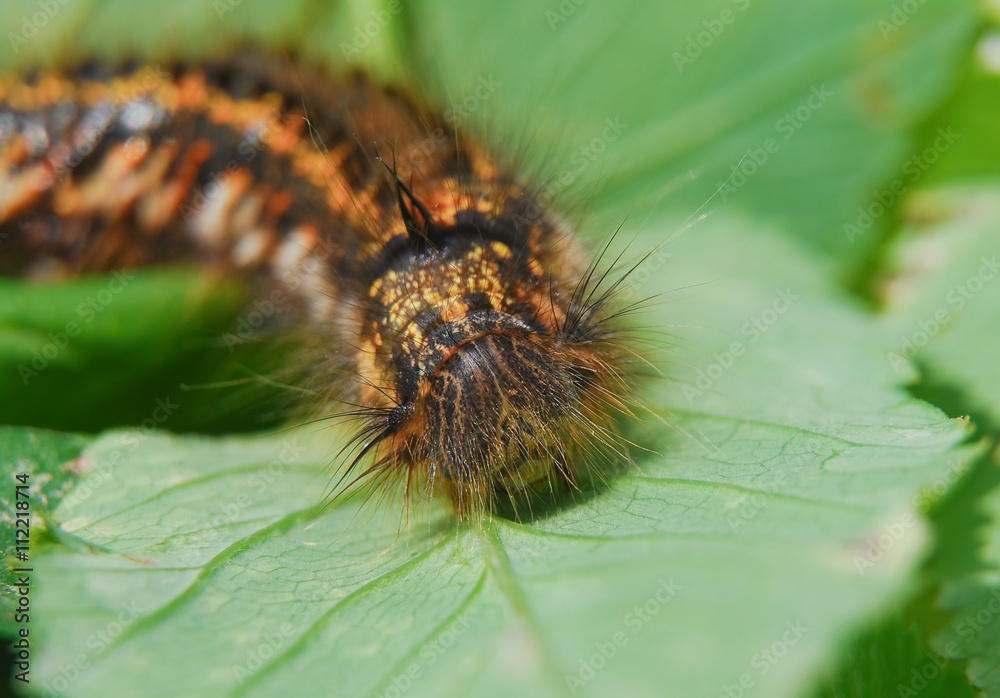 Fototapeta premium The larva of lasiocampidae herbal (Drinker Euthrix potatoria)