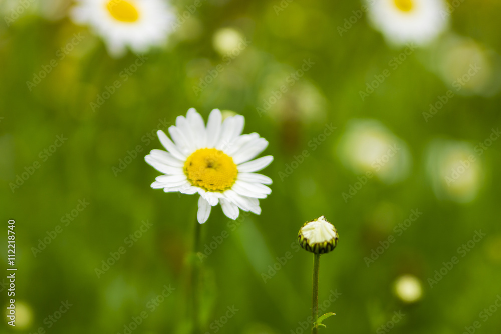 Sonnenblume auf einem mit Grass bewachsenem Feld Sonnenblume auf einem mit Grass bewachsenem Feld