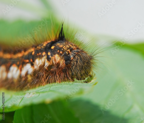 The larva of lasiocampidae herbal  Drinker Euthrix potatoria 