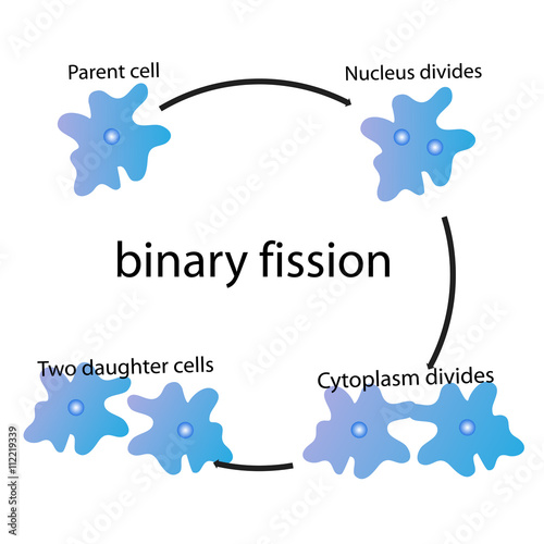 binary fission