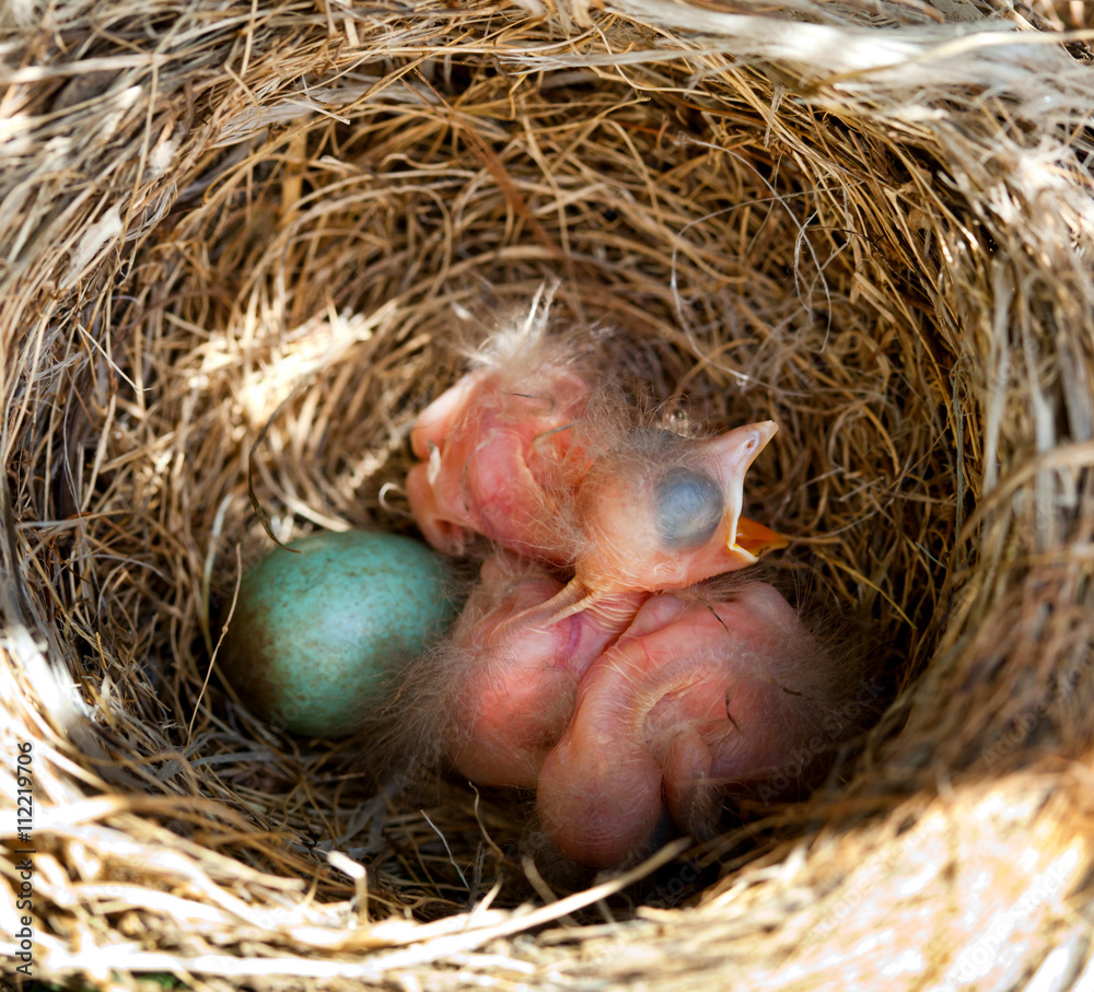 Baby blackbirds in the nest Baby blackbirds in the nest