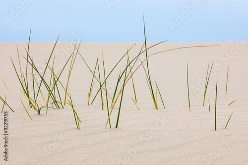 Closeup of blades of grass in sand dune