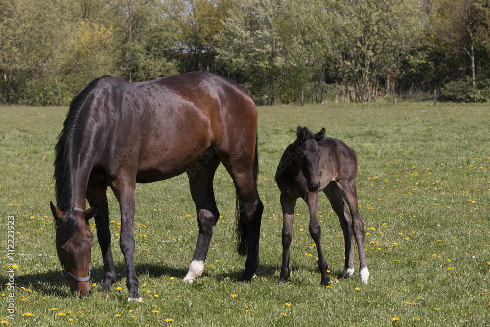 Fototapeta premium Mare and foal