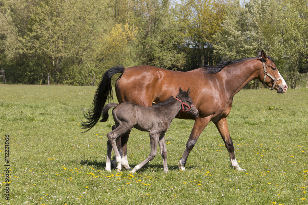 Mare and foal