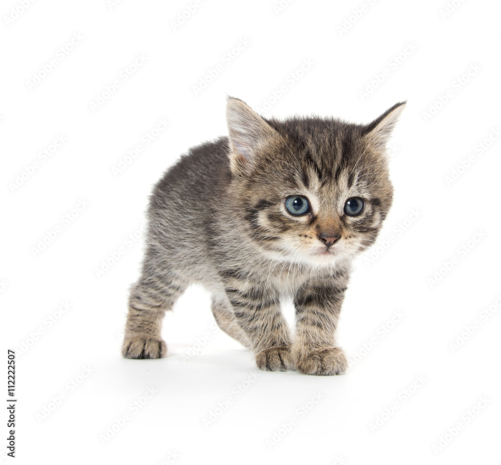 Cute tabby kitten on white background
