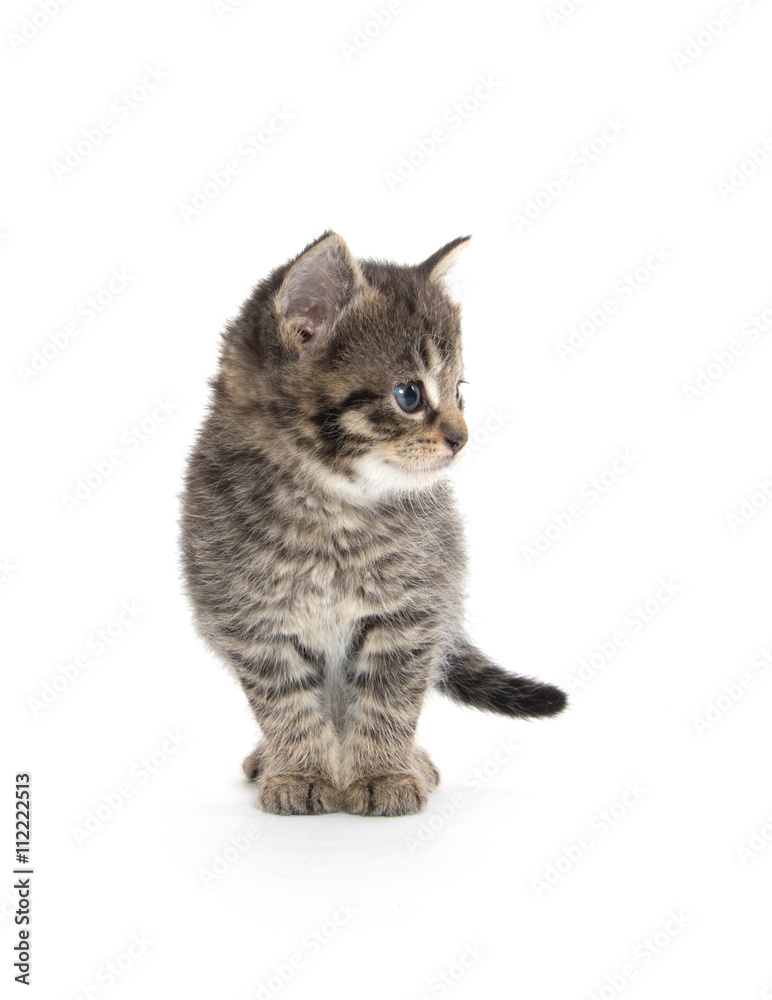 Cute tabby kitten on white background