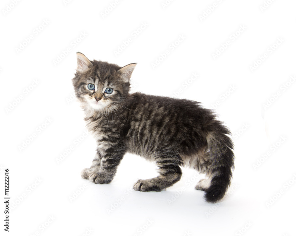 Cute tabby kitten on white Cute tabby kitten on white
